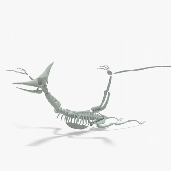 Pteranodon Skeleton 3D Model
