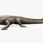 Realistic Sarcosuchus Rigged 3D Model(1)