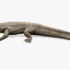 Realistic Sarcosuchus 3D Model Rigged 3D Model Creature Guard 22