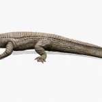 Realistic Sarcosuchus Rigged 3D Model(5)