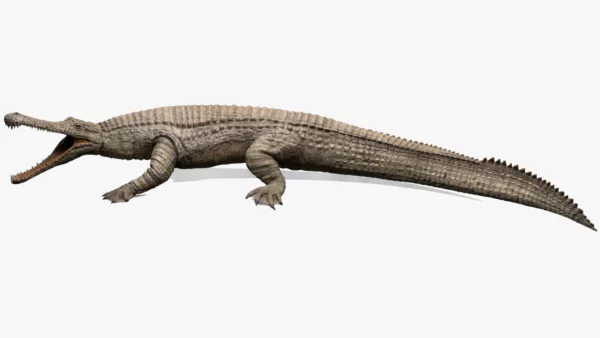Realistic Sarcosuchus 3D Model Rigged 3D Model Creature Guard 4