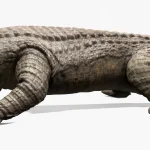 Realistic Sarcosuchus Rigged 3D Model(7)