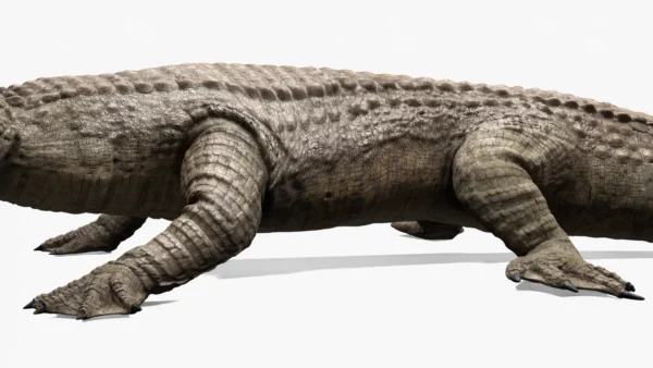 Realistic Sarcosuchus 3D Model Rigged 3D Model Creature Guard 7