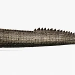 Realistic Sarcosuchus Rigged 3D Model(8)