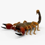 Scorpion 3d model(1)