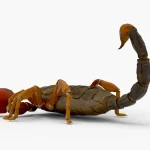 Scorpion 3d model(10)