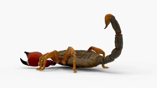 Realistic Scorpion Rigged 3D Model 3D Model Creature Guard 6