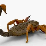 Scorpion 3d model(11)