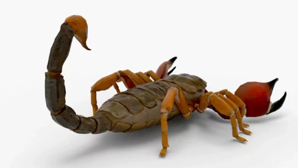 Realistic Scorpion Rigged 3D Model 3D Model Creature Guard 7