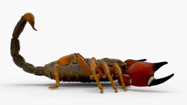Realistic Scorpion Rigged 3D Model 3D Model Creature Guard 8