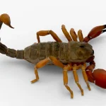 Scorpion 3d model(14)