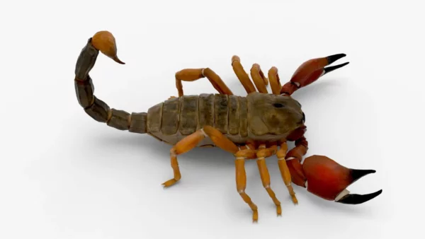 Realistic Scorpion Rigged 3D Model 3D Model Creature Guard 10