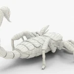 Scorpion 3d model(6)