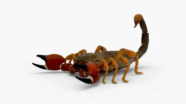 Realistic Scorpion Rigged 3D Model 3D Model Creature Guard 3