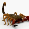 Realistic Scorpion Rigged 3D Model 3D Model Creature Guard 20
