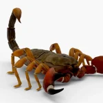 Scorpion 3d model(8)