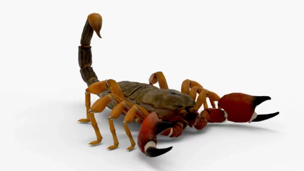 Realistic Scorpion Rigged 3D Model 3D Model Creature Guard 4