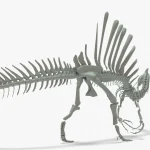 Spinosaurus Rigged Basemesh Skeleton(10)