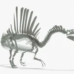 Spinosaurus Rigged Basemesh Skeleton(12)