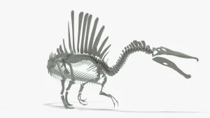 Spinosaurus Skeleton 3D Model