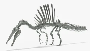 Spinosaurus Skeleton 3D Model