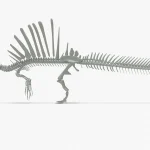 Spinosaurus Rigged Basemesh Skeleton(20)