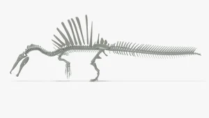 Spinosaurus Skeleton 3D Model