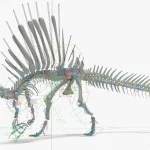 Spinosaurus Rigged Basemesh Skeleton(24)