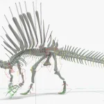 Spinosaurus Rigged Basemesh Skeleton(26)