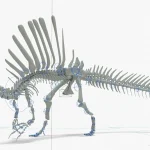 Spinosaurus Rigged Basemesh Skeleton(28)