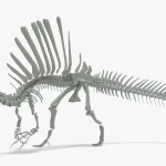 Spinosaurus Rigged Basemesh Skeleton(4)