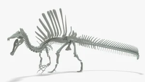 Spinosaurus Skeleton 3D Model