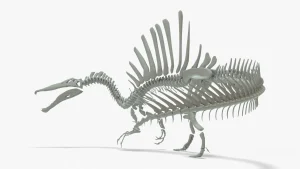 Spinosaurus Skeleton 3D Model