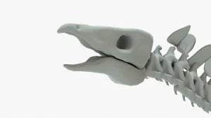 Stegosaurus Skeleton 3D Model