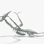 Stegosaurus Rigged Basemesh Skeleton(16)