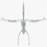 Stegosaurus Rigged Basemesh Skeleton(22)