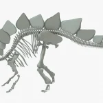 Stegosaurus Rigged Basemesh Skeleton(4)