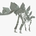 Stegosaurus Rigged Skeleton(11)