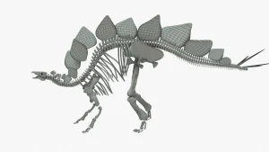 Stegosaurus Skeleton 3D Model