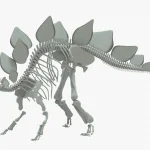 Stegosaurus Rigged Skeleton(2)