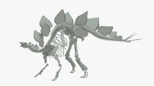 Stegosaurus Skeleton 3D Model