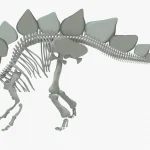 Stegosaurus Rigged Skeleton(3)