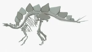 Stegosaurus Skeleton 3D Model