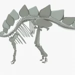 Stegosaurus Rigged Skeleton(9)