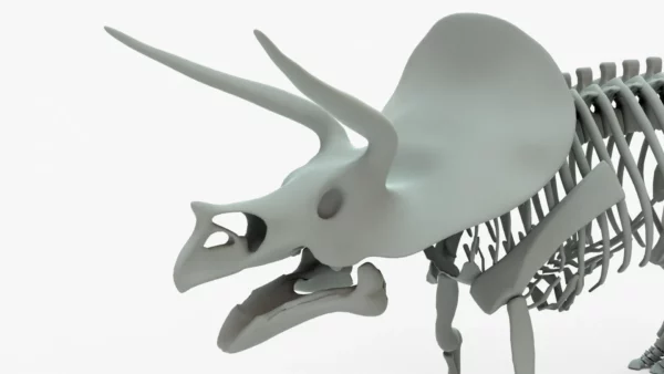 Triceratops Skeleton 3D Model