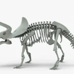 Triceratops Rigged Skeleton(10)