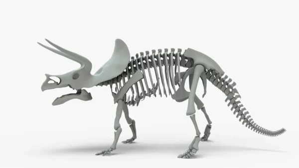 Triceratops Rigged Skeleton 3D Model 3D Model Creature Guard 3
