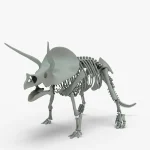 Triceratops Rigged Skeleton(13)