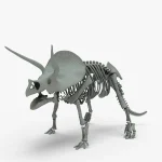 Triceratops Rigged Skeleton(14)