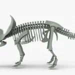 Triceratops Rigged Skeleton(17)